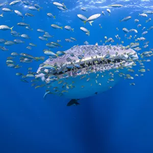 whale shark with squadron