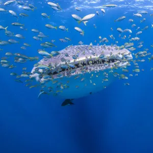 whale shark with squadron