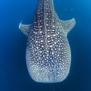 Ningaloo Reef Whale Shark Print
