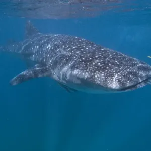 Whale shark in western Australia, Ningaloo Whale shark in western Australia, Ningaloo