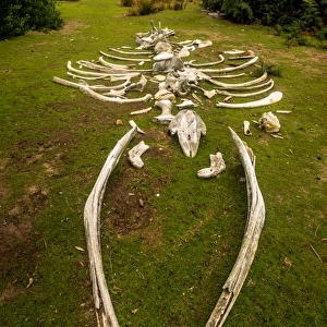 Whale skeleton at Maria Island, Tasmania