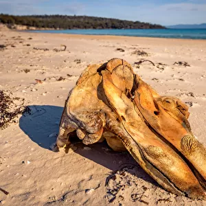 Whale skull at Coocks Beach, Freycinet National Park, Tasmania