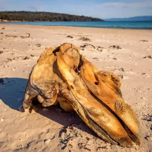 Whale skull at Coocks Beach, Freycinet National Park, Tasmania Whale skull at Coocks Beach, Freycinet National Park, Tasmania