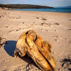Whale skull at Coocks Beach, Freycinet National Park, Tasmania Whale skull at Coocks Beach, Freycinet National Park, Tasmania