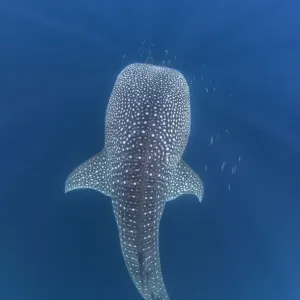 Whaleshark Swimming up