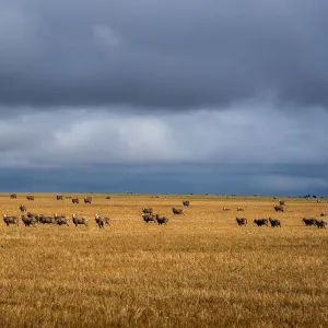 Wheatbelt region scenery