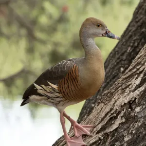 Whistling Duck