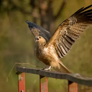 Whistling kite