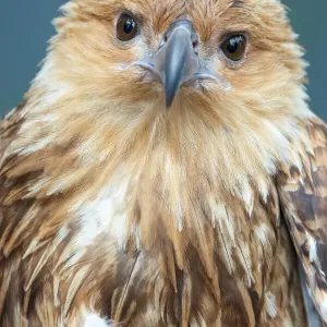 Whistling Kite Print - Medium-Sized Raptor Whistling Kite Print - Medium-Sized Raptor