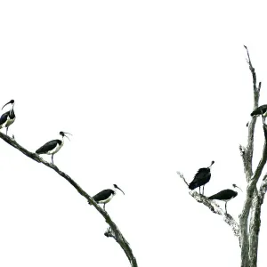 White Australian Ibis