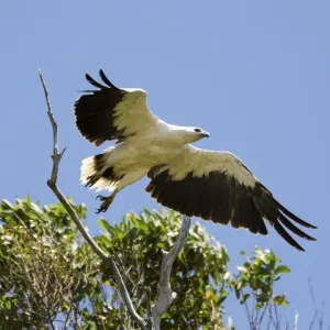 white bellied sea eagle taking off