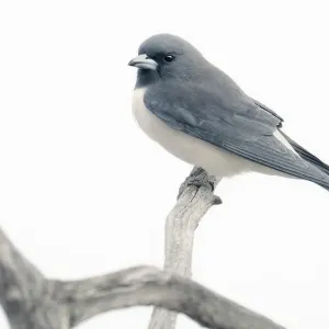 White-breasted woodswallow (Artamus leucorynchus) perched on a branch with high key look, South Australia White-breasted woodswallow (Artamus leucorynchus) perched on a branch with high key look, South Australia