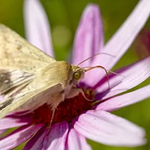 White Butterfly on a pink daisy