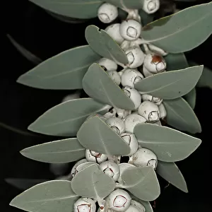 White Eucalyptus Gum Nuts