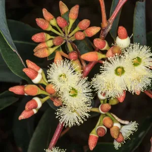 White flowering Eucalyptus White flowering Eucalyptus
