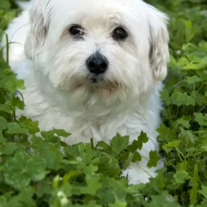 White Fluffy Dog Print in Green Clover Field