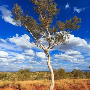 White Gum Tree Print, Pilbara Region