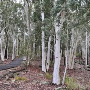 White gums White gums