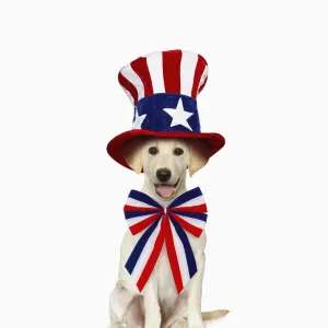 White Labrador Retriever wearing patriotic costume