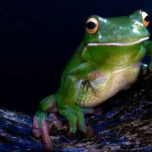 White lipped tree frog