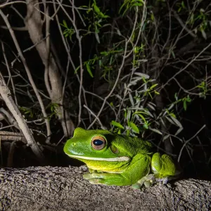 White Lipped Tree Frog Print from Far North Queensland White Lipped Tree Frog Print from Far North Queensland