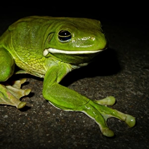 White-lipped Tree Frog (Litoria infrafrenata)