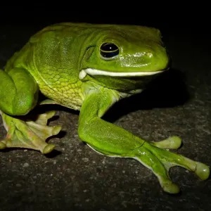 Weißlippen-Sägeritze (Litoria infrafrenata) Weißlippen-Sägeritze (Litoria infrafrenata)
