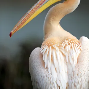 White pelican