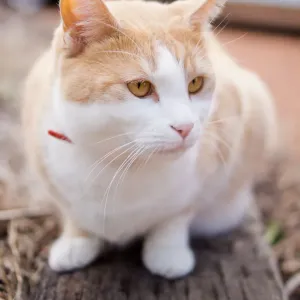 White and reddish cat