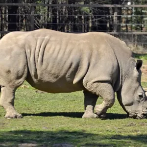 White Rhino White Rhino