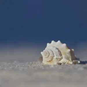 White seashell on beach