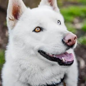 White Siberian Husky Portrait Print