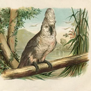 White Umbrella Cockatoo bird engraving 1880