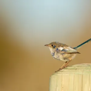 White-winged Fairy-wren Print on Wooden Post