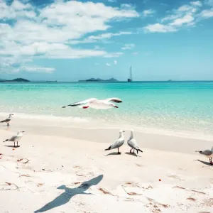 Whitehaven Beach in Whitsunday island, Australia Whitehaven Beach in Whitsunday island, Australia