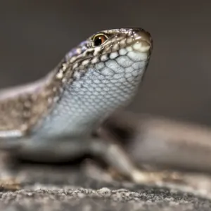 Whites skink