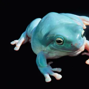 Whites Treefrog or Blue Frog in North & East Australia