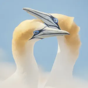 Images Dated 2020 November: 19 Nov 2020
