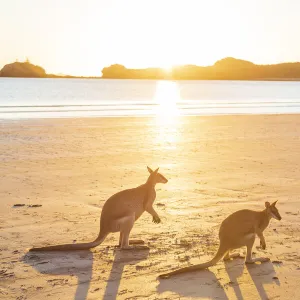 Two Wild Australian Kangaroo ( rock wallaby) on the beach at sunrise