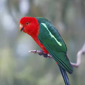 Wild Australian King Parrot (Alisterus scapularis) perched on branch