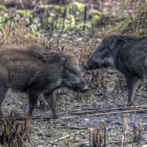 Wild boars of Chitwan National Park, Nepal