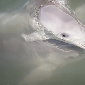 Wild Bottle-nose dolphins