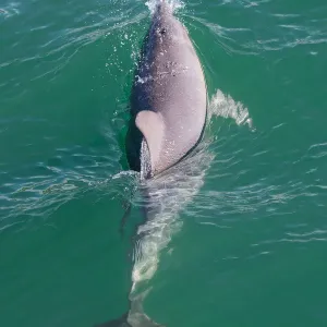Wild Bottlenose dolphin (tursiops truncatus) - Mandurah canals, Western Australia Wild Bottlenose dolphin (tursiops truncatus) - Mandurah canals, Western Australia