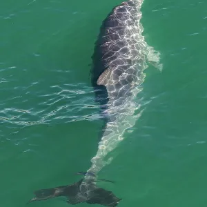 Wild Bottlenose dolphin (tursiops truncatus) - Mandurah canals, Western Australia Wild Bottlenose dolphin (tursiops truncatus) - Mandurah canals, Western Australia