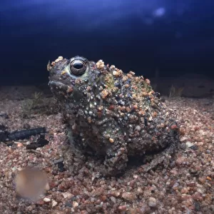 Wild crucifix toad (Notaden bennettii) emerging from gravel substrate during rainy night