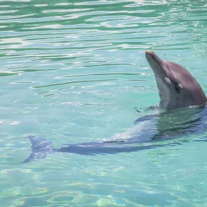 Wild Dolphins Wild Dolphins