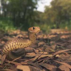 Wild eastern brown snake (Pseudonaja textilis) in Melbourne Wild eastern brown snake (Pseudonaja textilis) in Melbourne