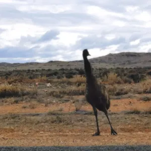 Wild Emu, Australia
