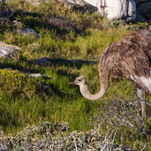 Wild Female South African Ostrich at Cape of Good Hope, Cape Peninsula, South Africa