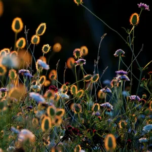 Wild flowers Wild flowers